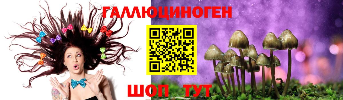 Псилоцибиновые грибы Psilocybine cubensis Грозный